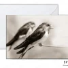 zwaluwen DK 105 foto kaart wenskaart van koeienkaarten