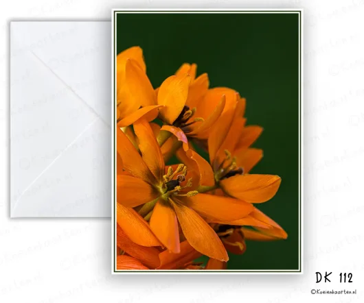 oranje bloem DK 112 bloemen foto wenskaart koeienkaarten