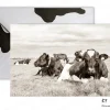 liggend KF 102 koeien fotokaart koeienkaarten