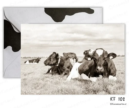 liggend KF 102 koeien fotokaart koeienkaarten